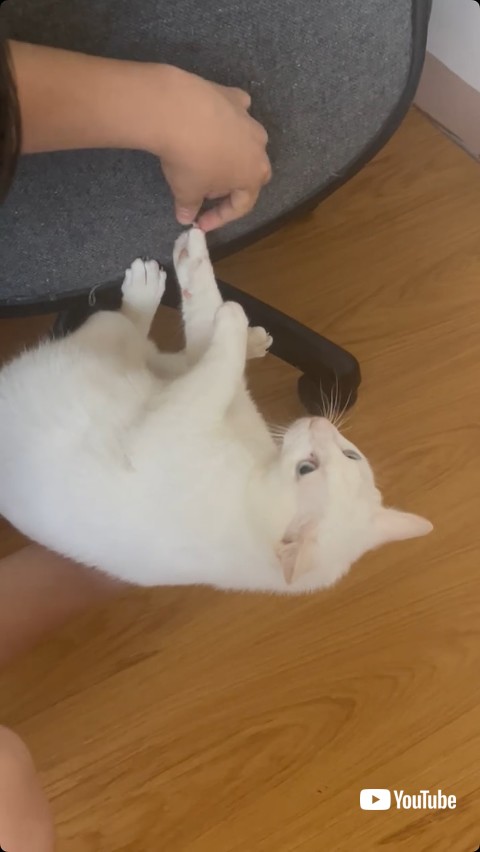 爪を取ってもらう猫