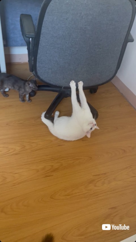 イスに爪が引っ掛った猫