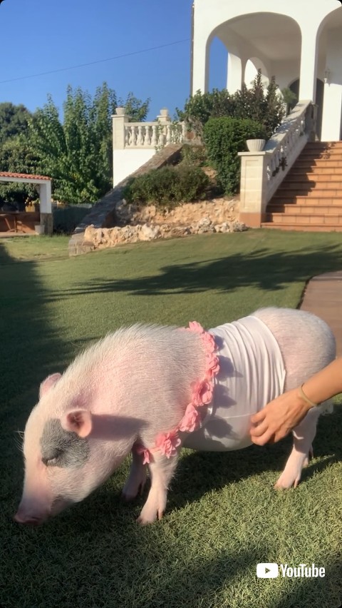 お腹を触られる豚