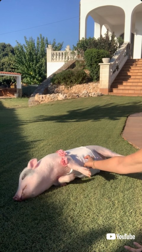 寝転がって触られる豚