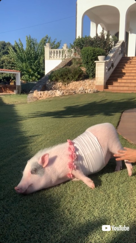 気持ちよくて寝転がる豚