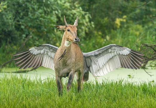 面白動物写真コンテストPegasus