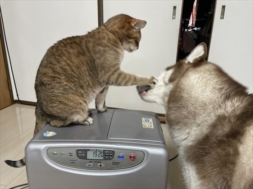 猫とハスキーとハマジ