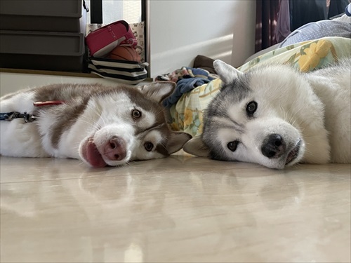 猫とハスキーとハマジ