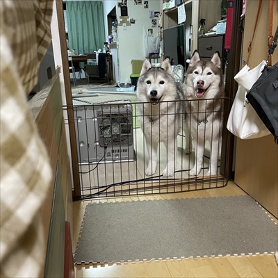 猫とハスキーとハマジ