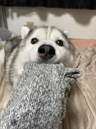 猫とハスキーとハマジ