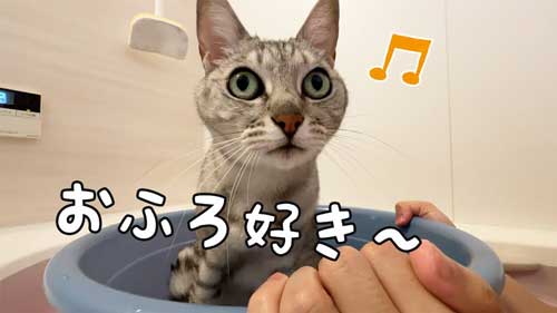 風呂猫