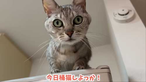 飼い主に言われた猫ちゃん