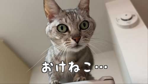 考えている猫