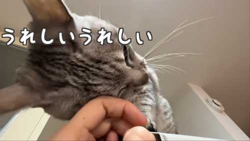 スリスリする猫