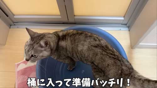 準備ばっちりの猫