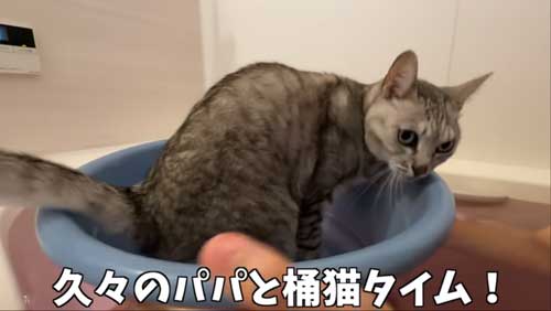 リラックスした猫