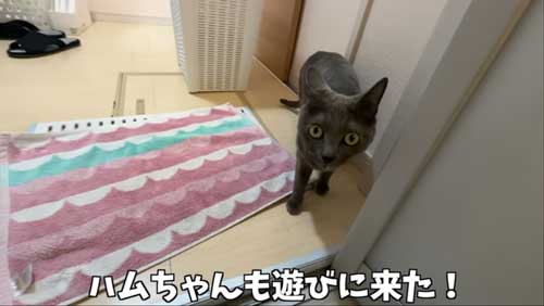 遊びにきたハムちゃん