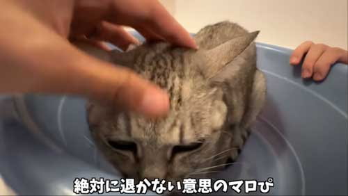 香箱座りするねこ