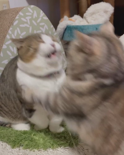 猫パンチする姉猫