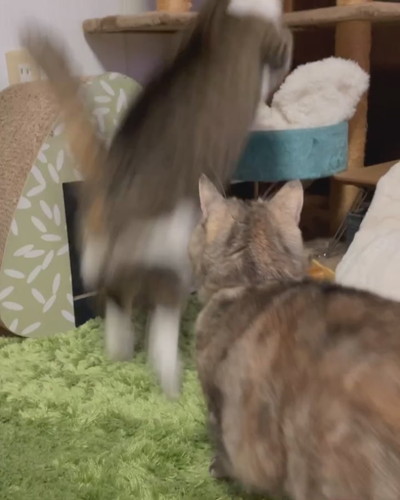 キャットタワーに逃げる弟猫