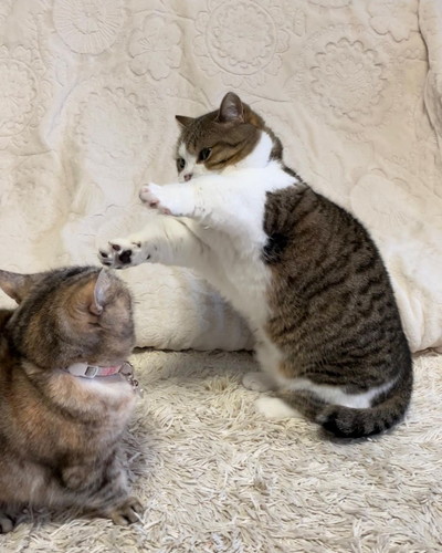 ハンドパワー猫