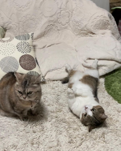 ヘソ天ゴロンの猫