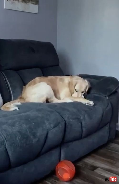 猫のことが大好きすぎるワンコ