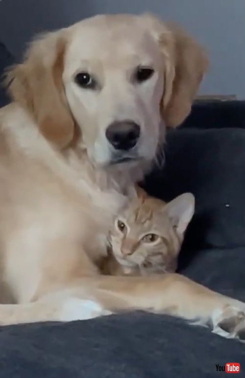 下から出てきた猫