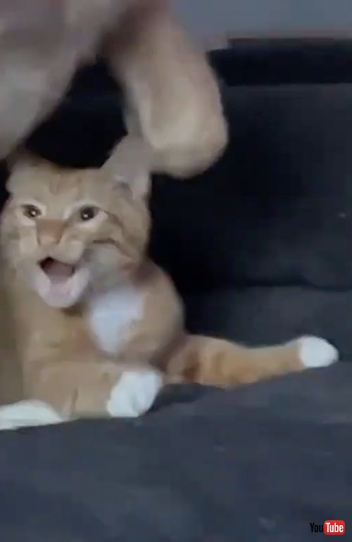 顔をスリスリする犬