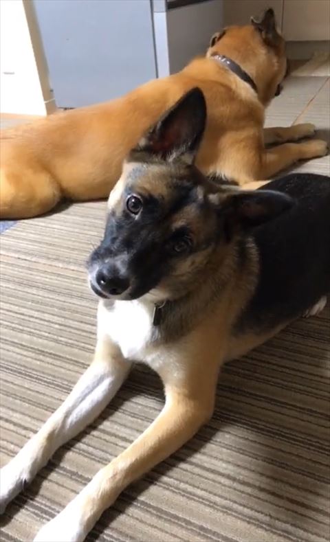 首傾げるワンコ