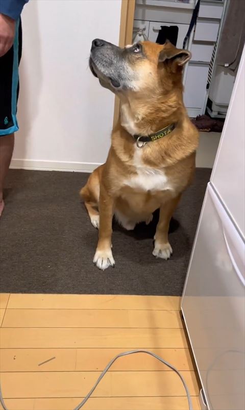 切なそうに見上げるワンコ