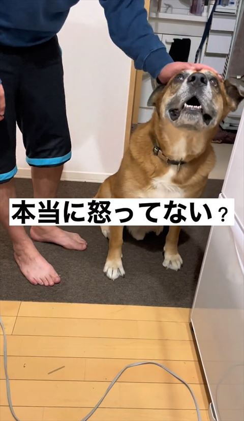 頭なでられてるワンコ