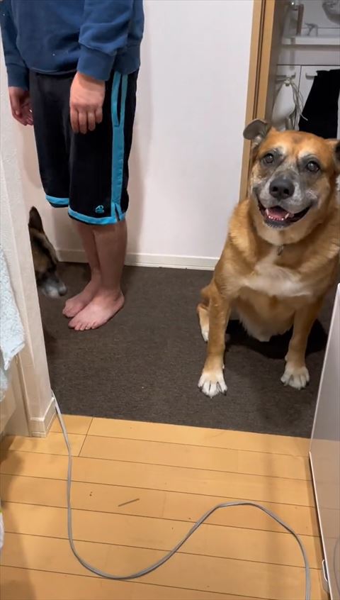 笑顔でカメラ目線ワンコとパパさんの足