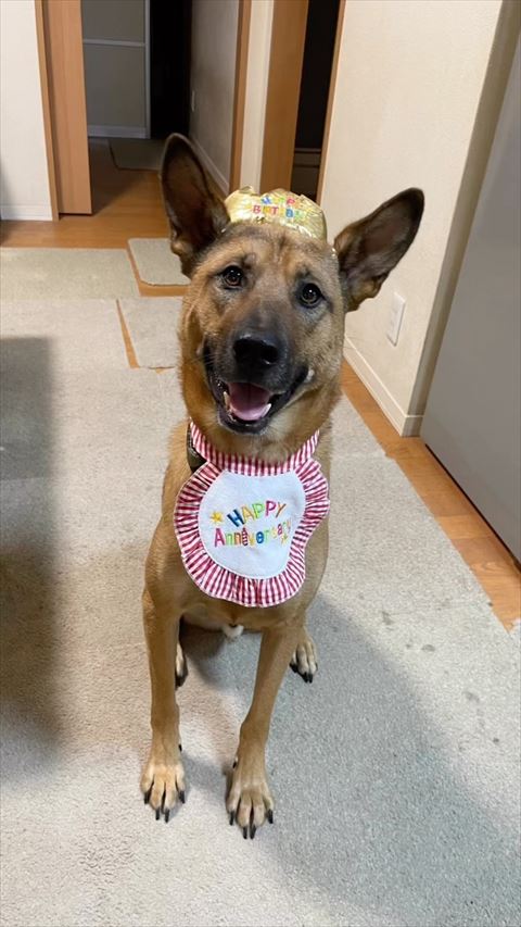 誕生日シェパード