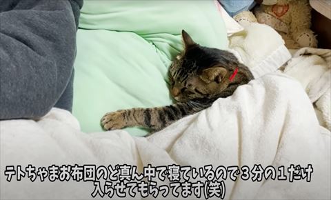 枕で寝る猫ちゃん