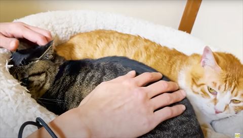 茶トラの手前の猫なでるアップ