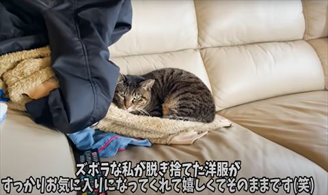 服の上で寝る猫