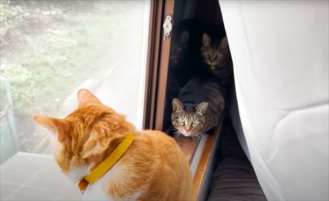 3匹窓際