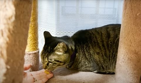 手のおやつなめる猫