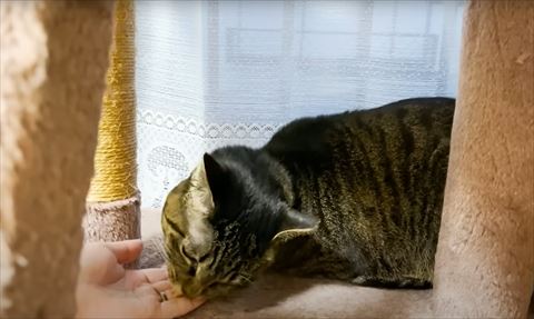 顔を傾けて手からおやつ食べる猫