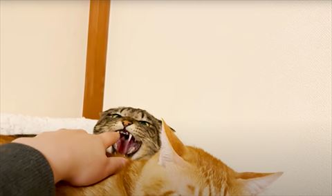 威嚇する猫
