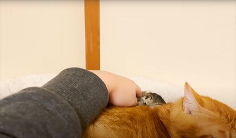 茶トラの奥にいる猫なでる