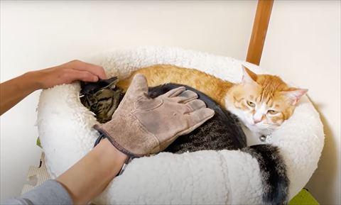手袋して猫なでる