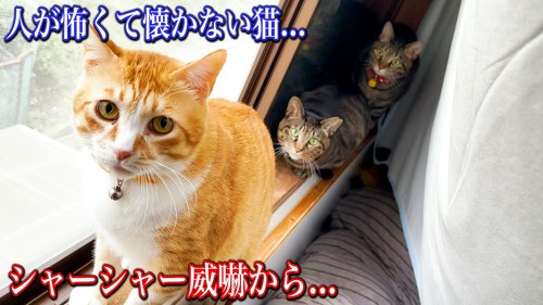 もと野良猫