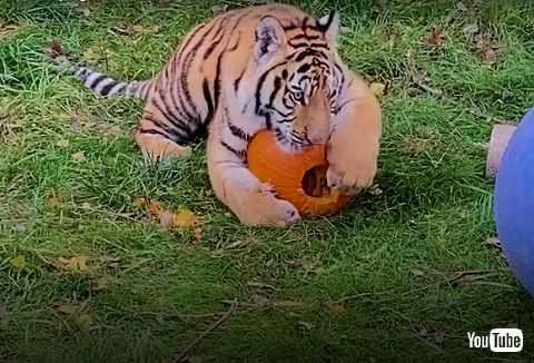 ダッシュするトラ