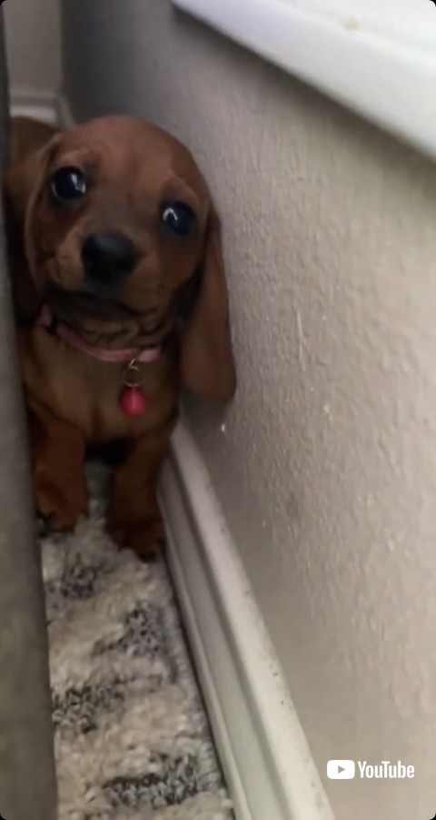 かわいい顔をするダックスフント