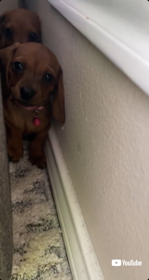 後ろから顔をのぞかせるダックスフント