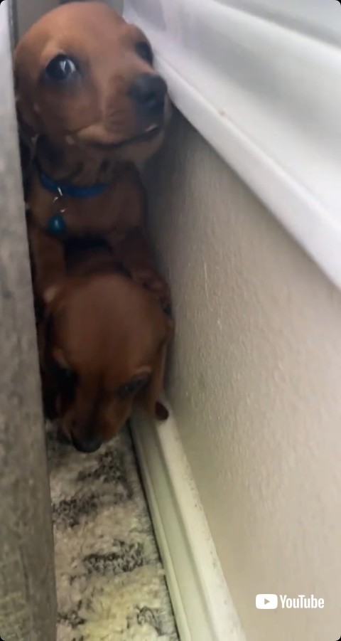 顔を大きくだしてアピールするダックスフント