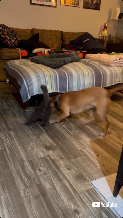 猫に駆け寄る犬