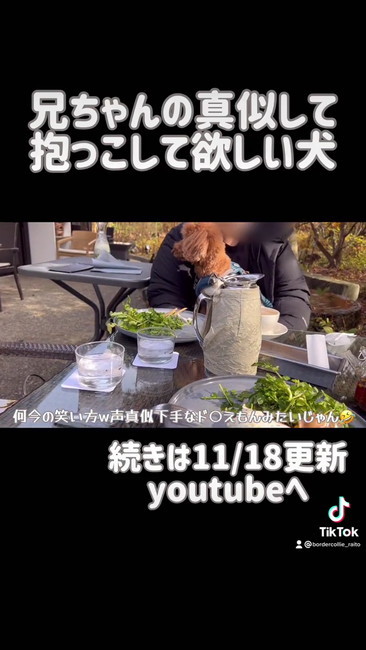 抱っこトイプー