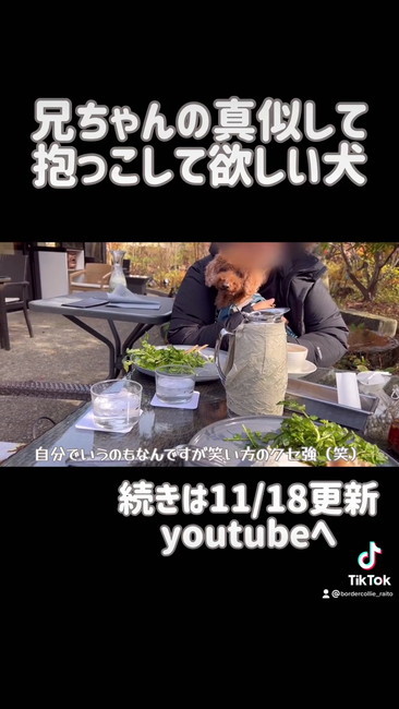 こっち見るトイプー