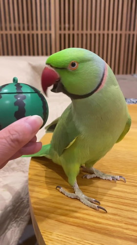 かわいいファフちゃん