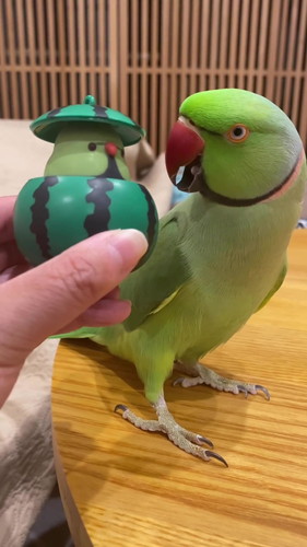 かわいいファフちゃん