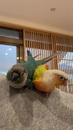 ウロコインコさん姉妹